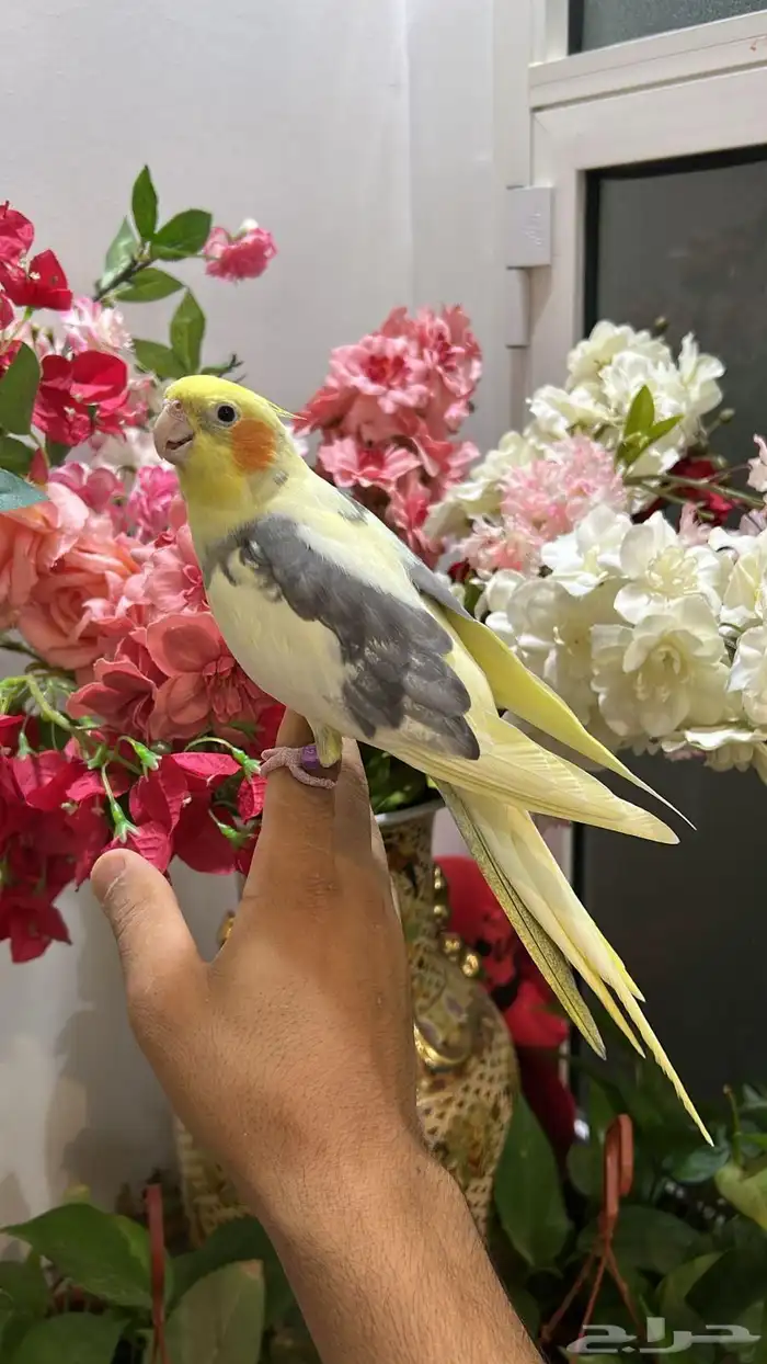 ذكر كروان اليف ومتكلم جريء 0