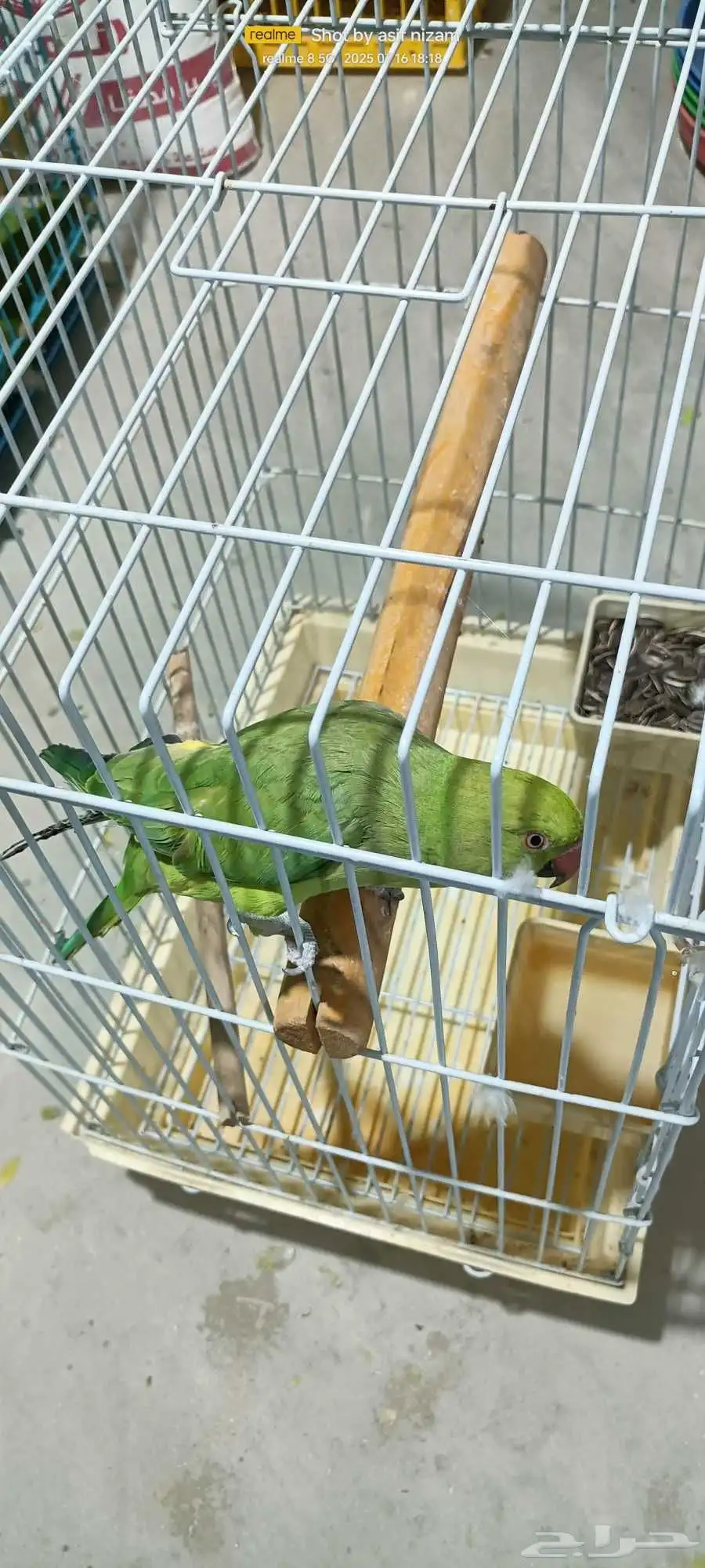 انثى دره هندي اليفه 0