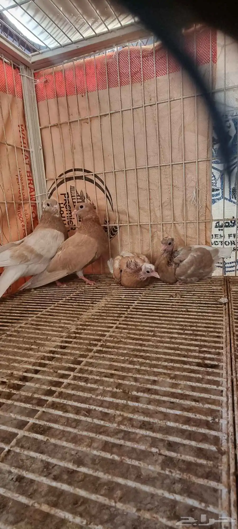جوز قطيفي اصفر 0