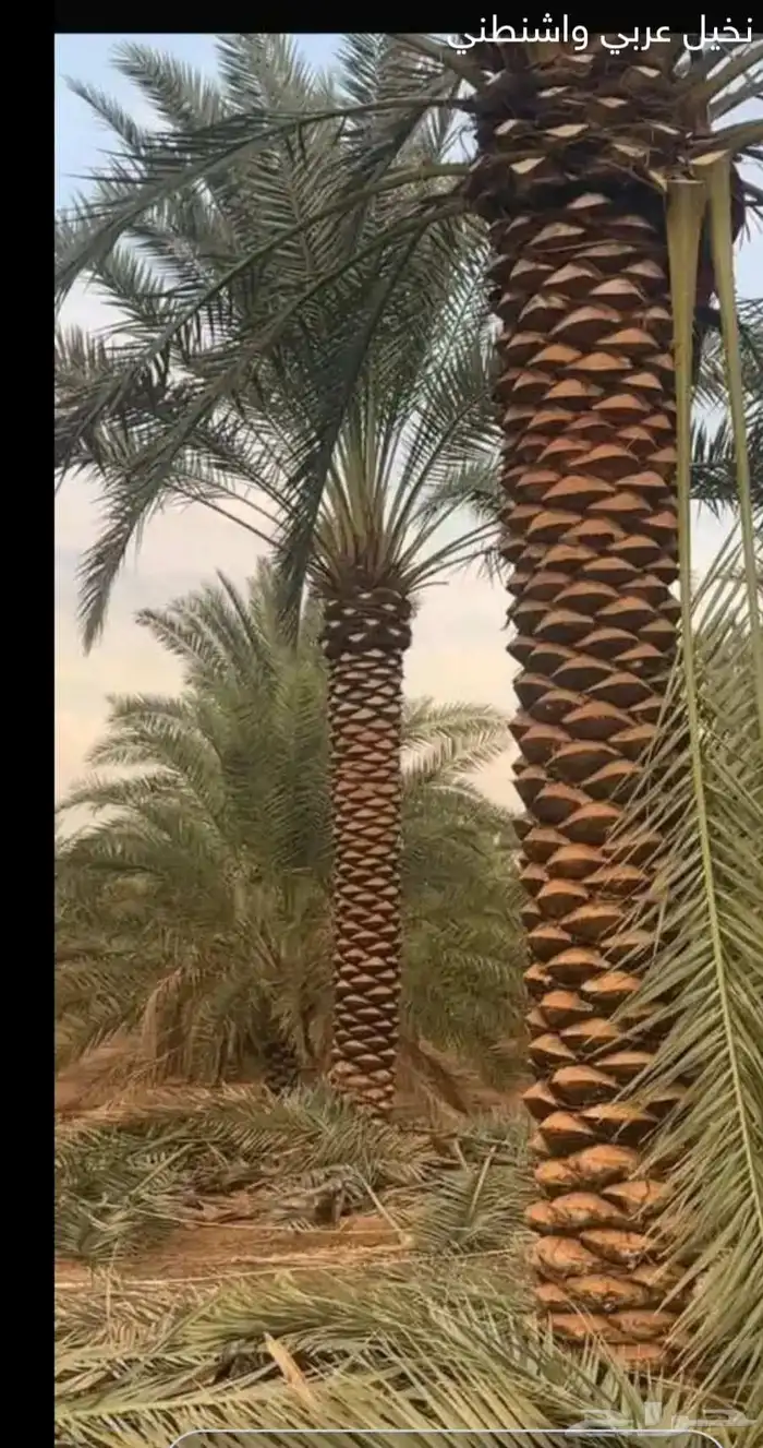 اعمال نخيل 0