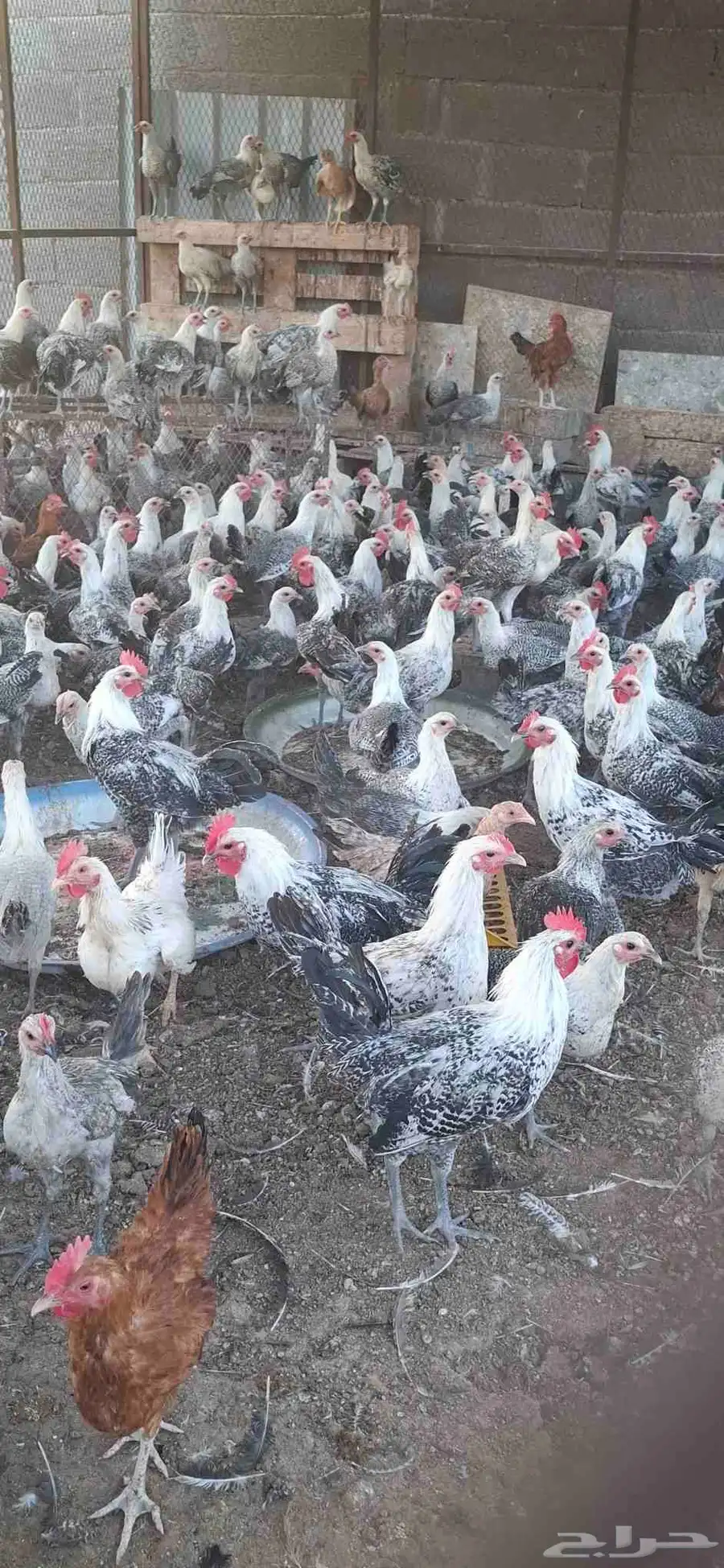 دجاج فيومي وديوك عمر اربع شهور ونصف 1