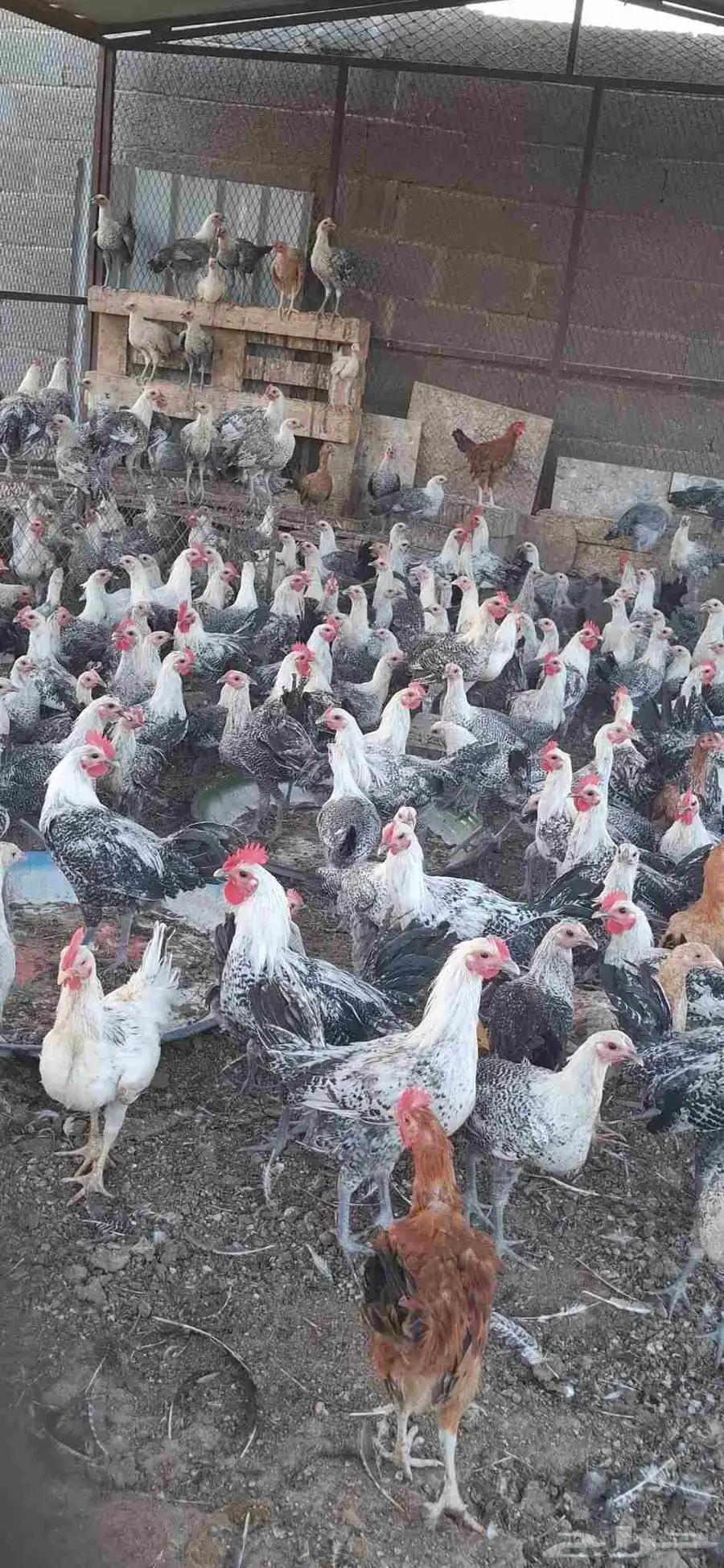 دجاج فيومي وديوك عمر اربع شهور ونصف 2