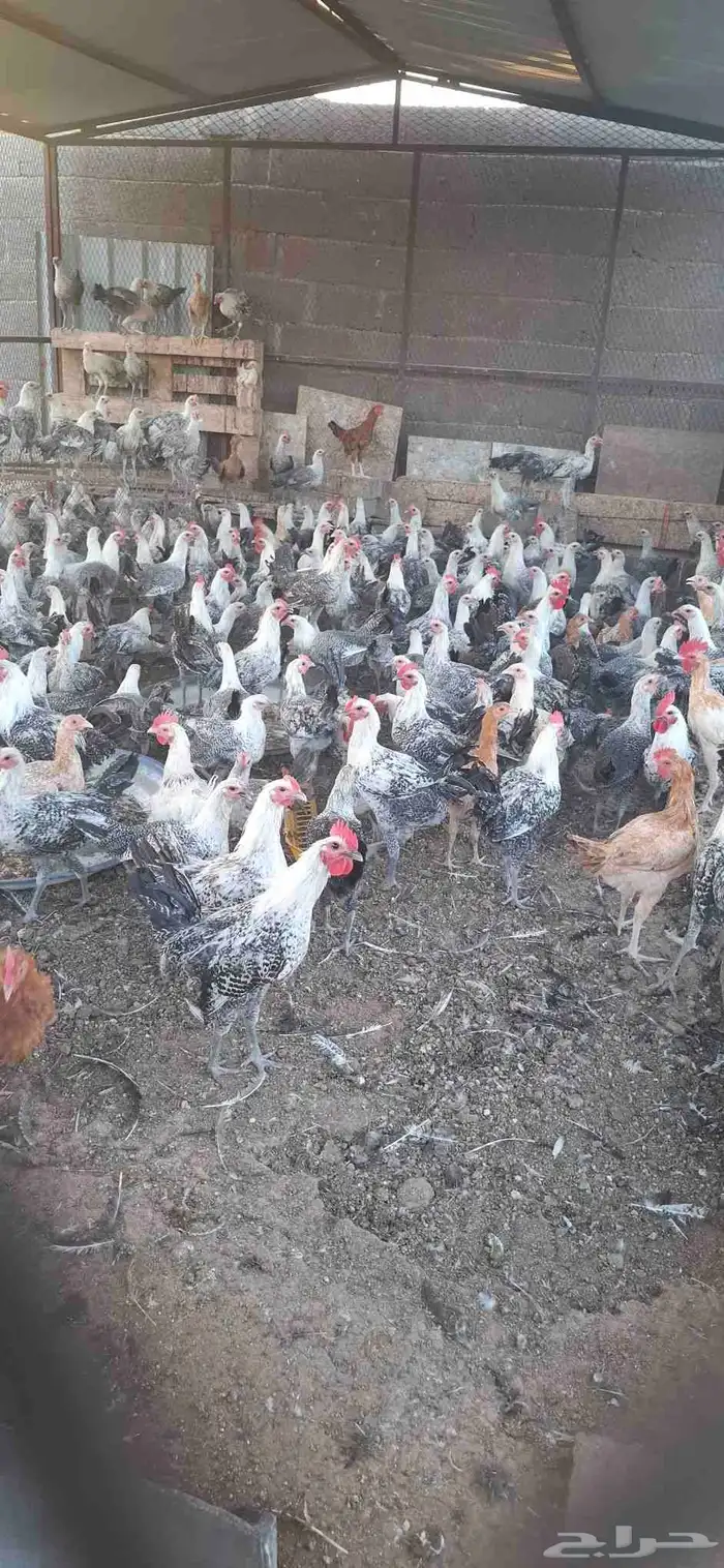 دجاج فيومي وديوك عمر اربع شهور ونصف 0