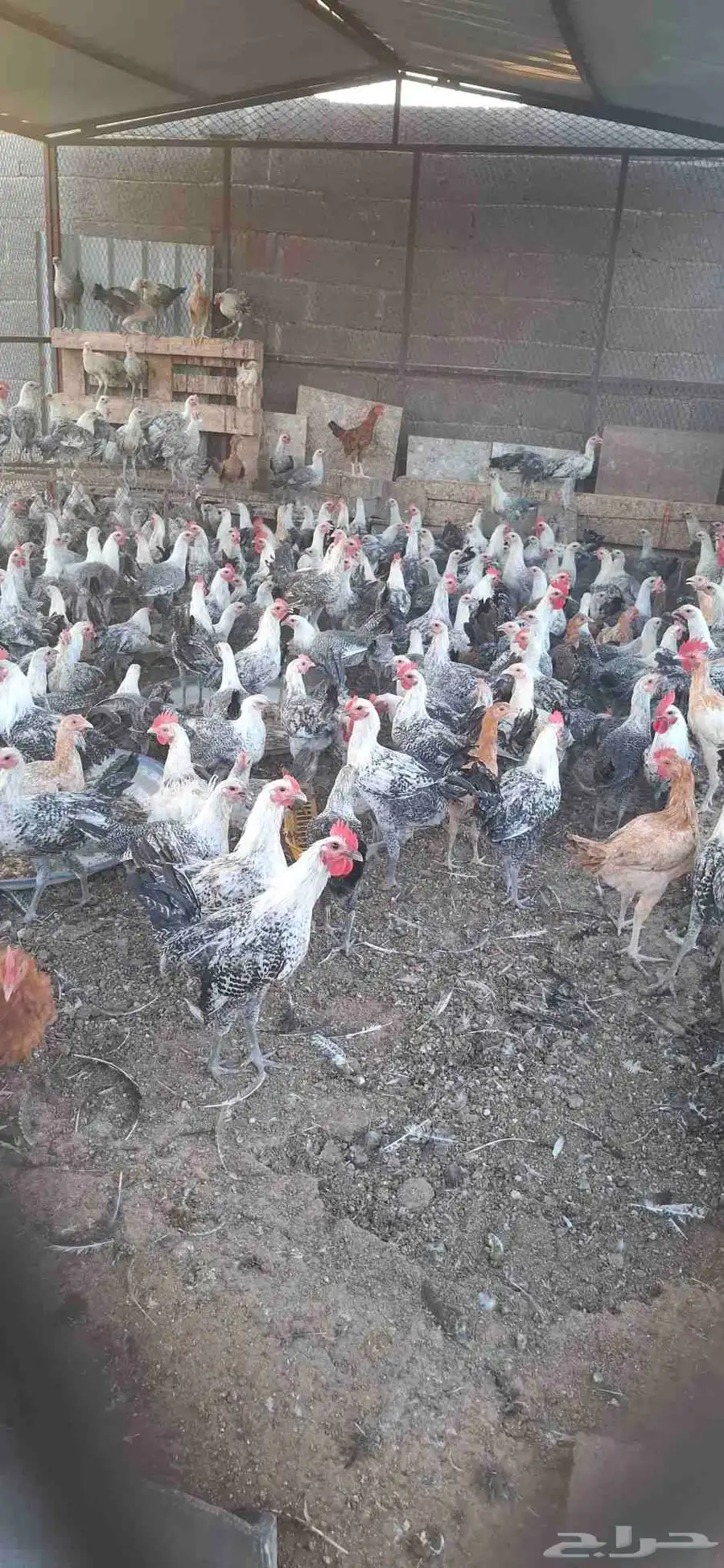 دجاج فيومي وديوك عمر اربع شهور ونصف 0