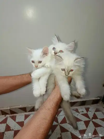 بسه 0