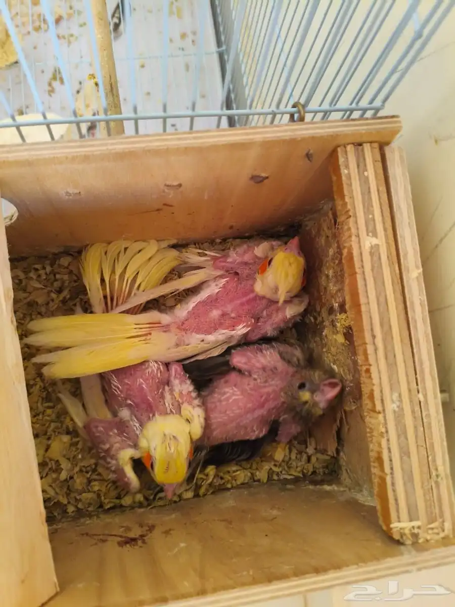 ببغاء الكروان 0