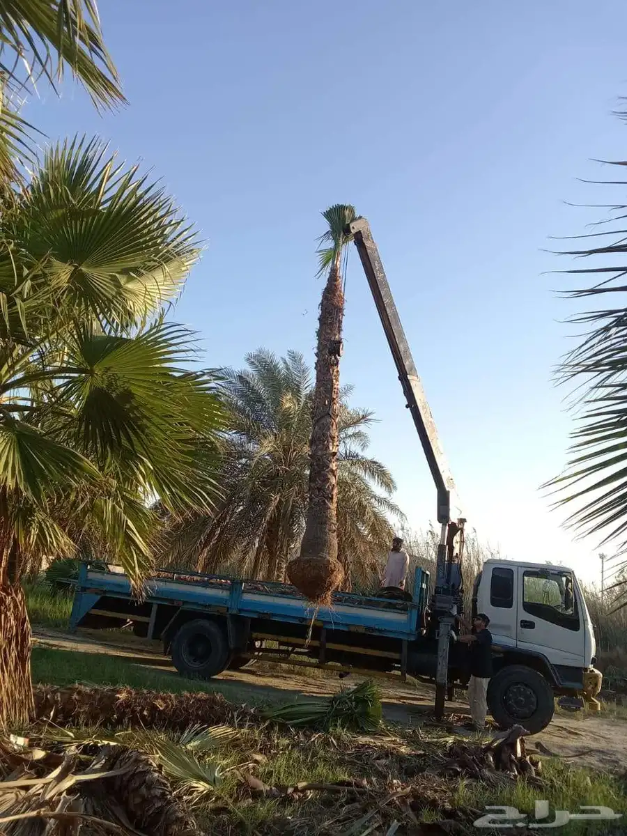 عندنا جميع انواع نخل عربي وشنطني وشتلات متوجدين ابها نجران 0