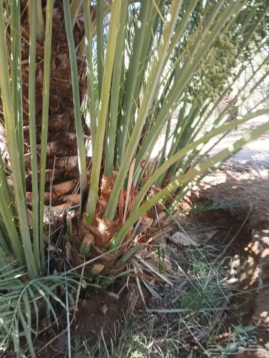 مقاول نخل 4