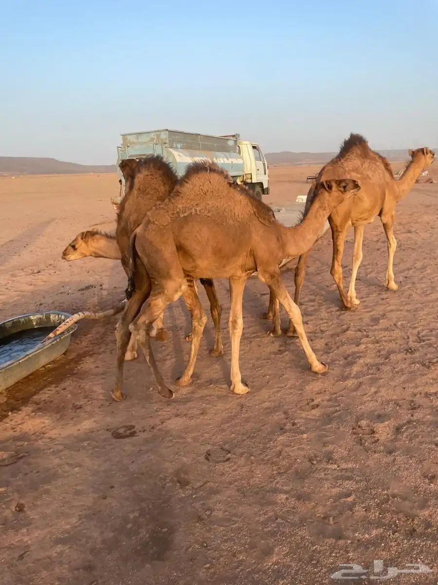 قعدان للبيع 7