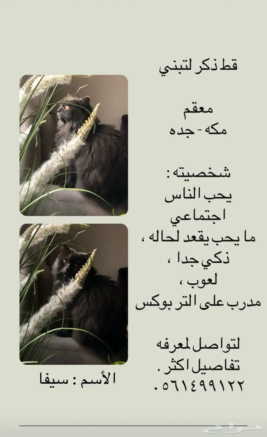 قط ذكر رمادي معقم للتبني 0
