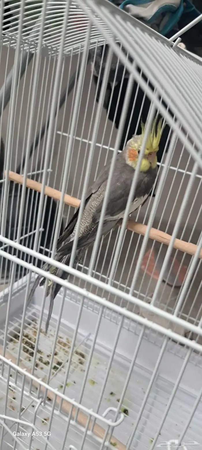عروض خاصه للكروان وا الروز 0