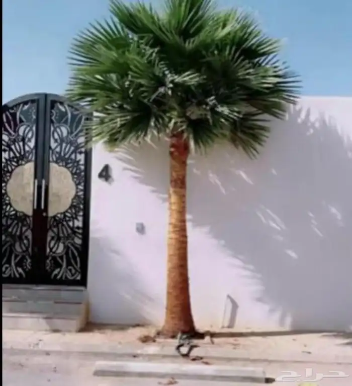 نخل واشنطني زينه جميع انحاالمملكه 0
