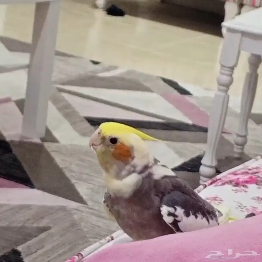 ببغاء كوكتيل (كروان) للبيع 0
