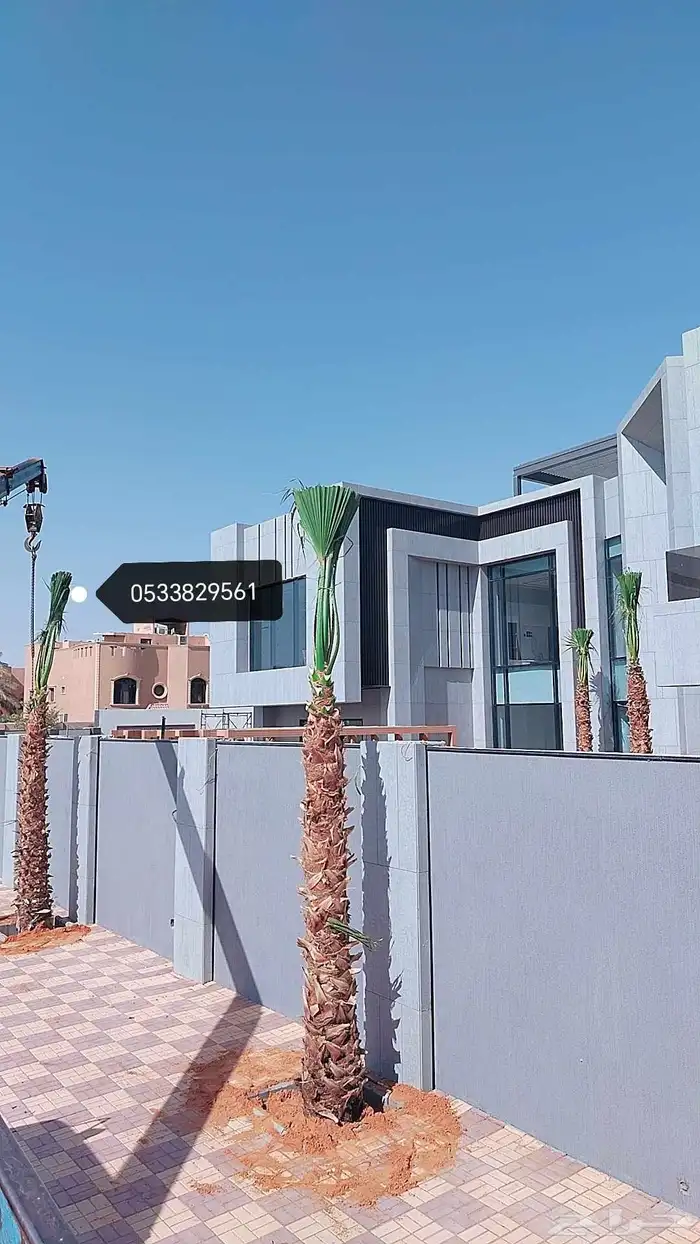 نخل نخيل واشنطن للبيع 0