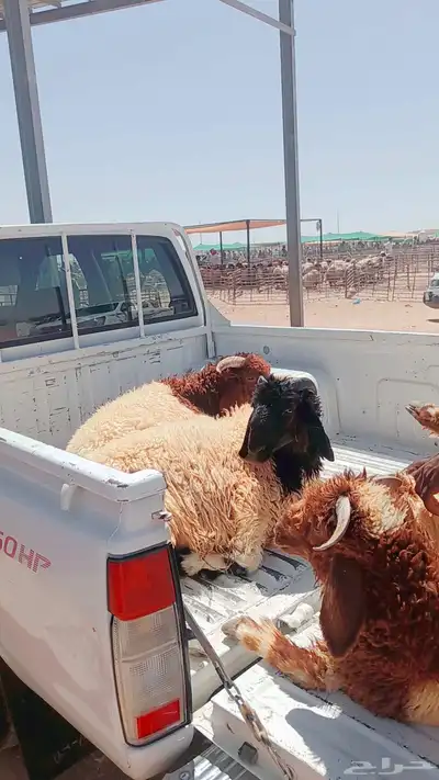 ذبيحتك لباب بيتك 0