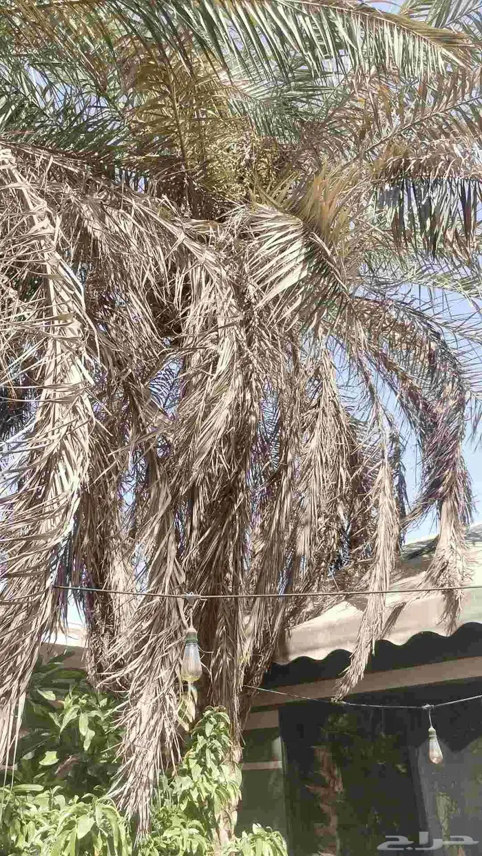 تكريب وتشذيب النخل العربي 1