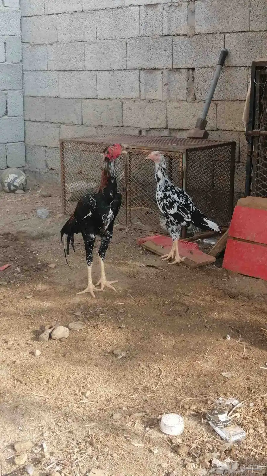 دجاج سندي توب التوب 5