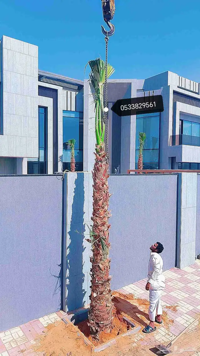 نخل نخيل واشنطن للبيع 1