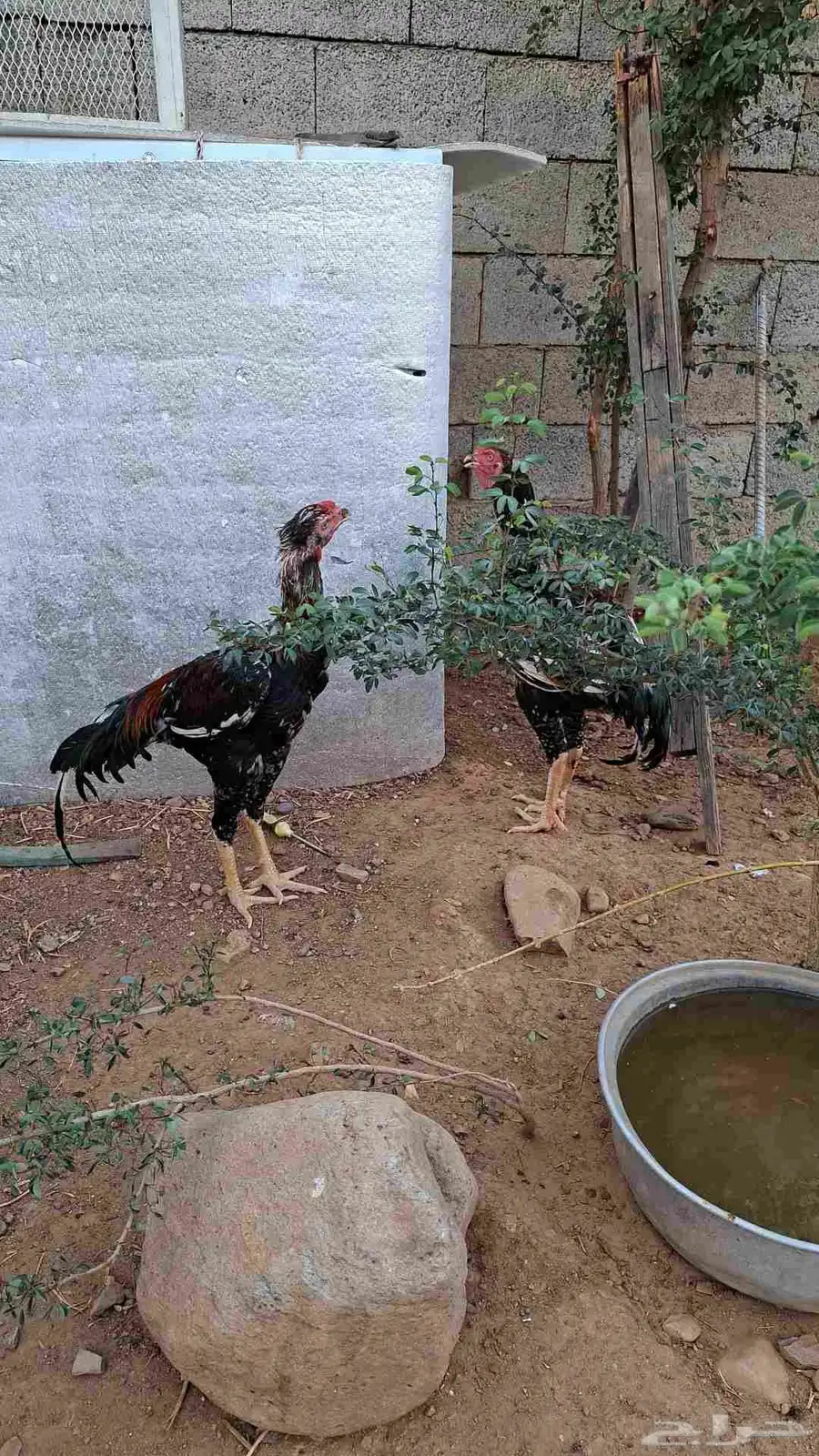 دجاج سندي توب التوب 3
