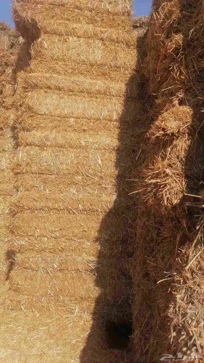 تبن شعير شد متر لبنه جندير 1