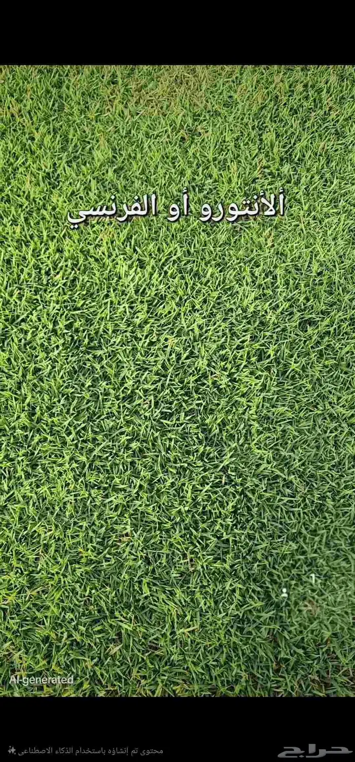 ثيل انجيله طبيعي سي 2000 درجه أولى من المزرعة مباشرة 6