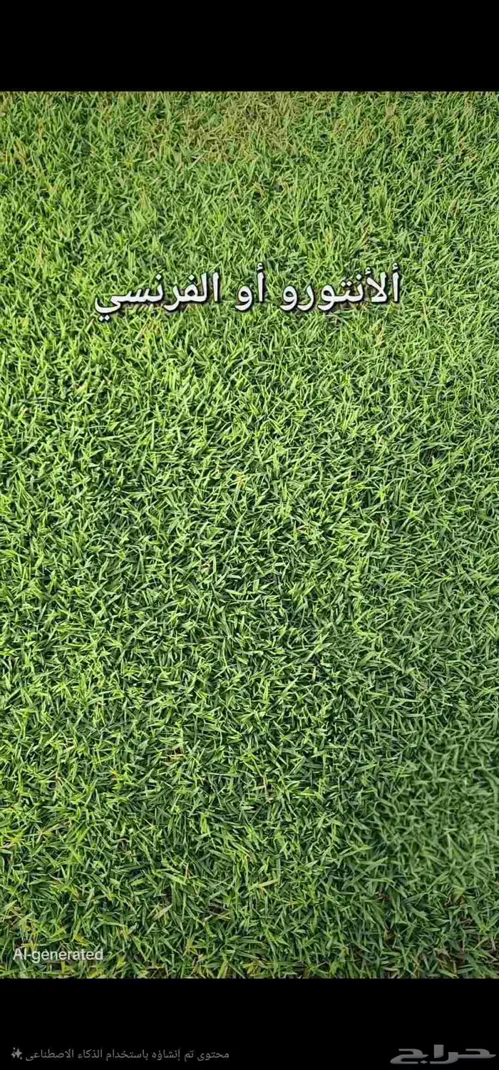 ثيل انجيله طبيعي سي 2000 درجه أولى من المزرعة مباشرة 7