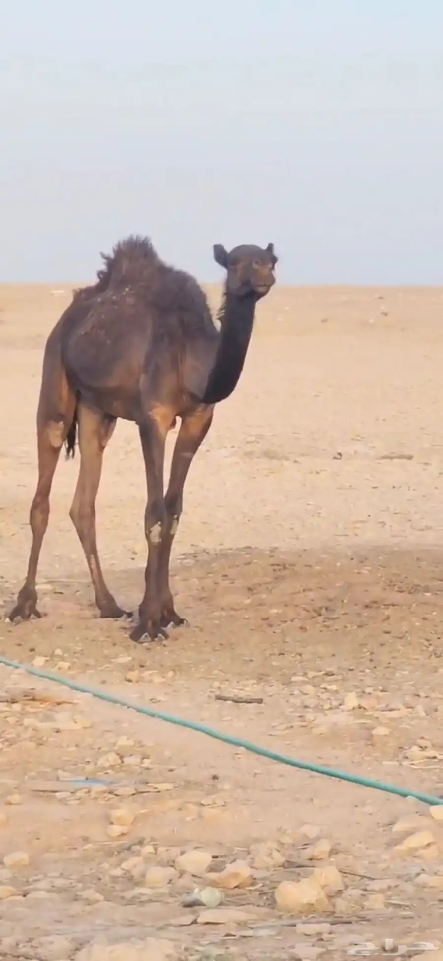خمس بكار حقايق سنتين ونص ملاوين مقاني 4