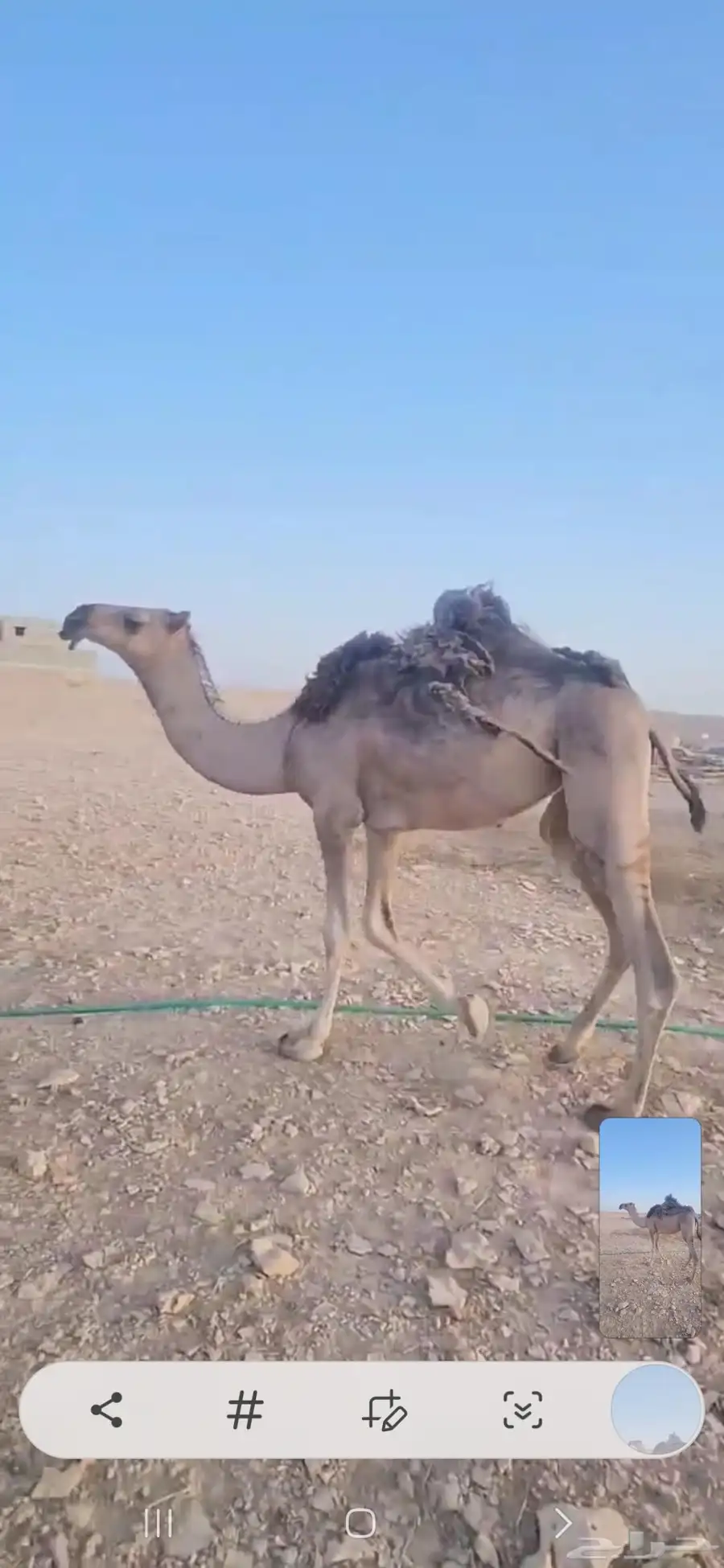 خمس بكار حقايق سنتين ونص ملاوين مقاني 7