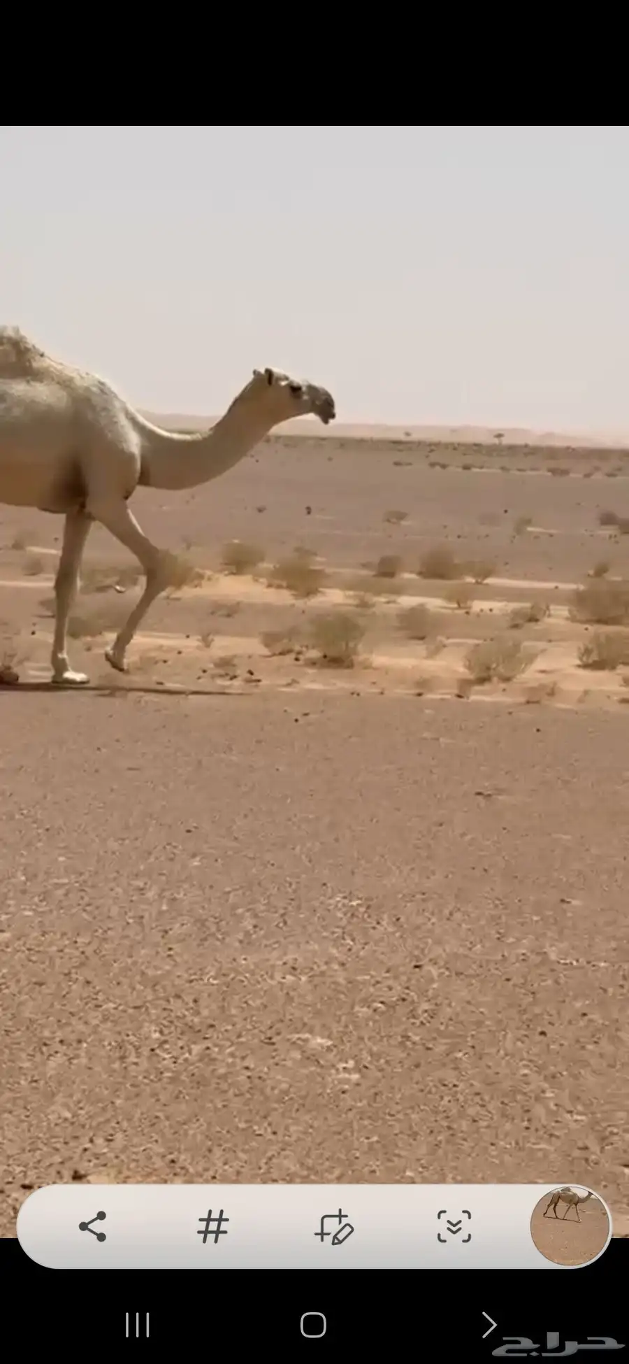 خمس بكار حقايق سنتين ونص ملاوين مقاني 9