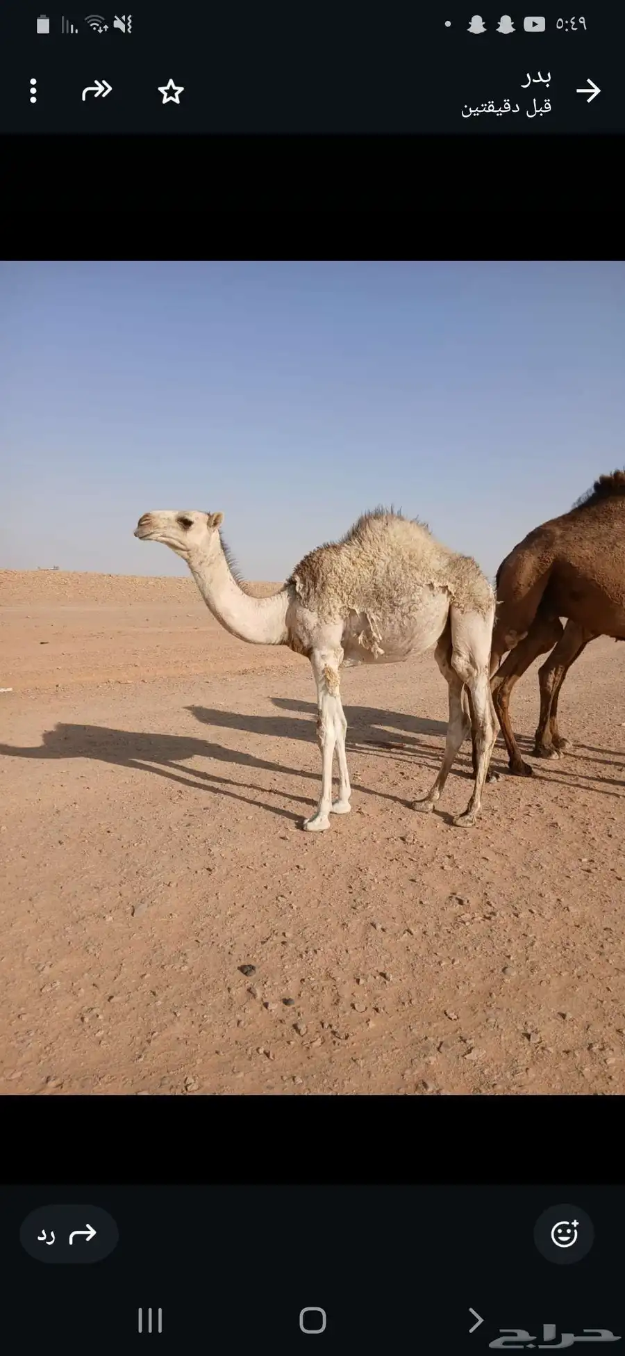 حاشي بكره طايشه 1