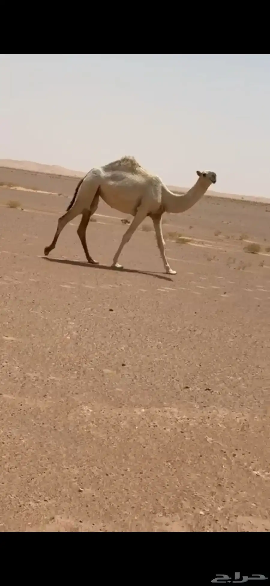 خمس بكار حقايق سنتين ونص ملاوين مقاني 0
