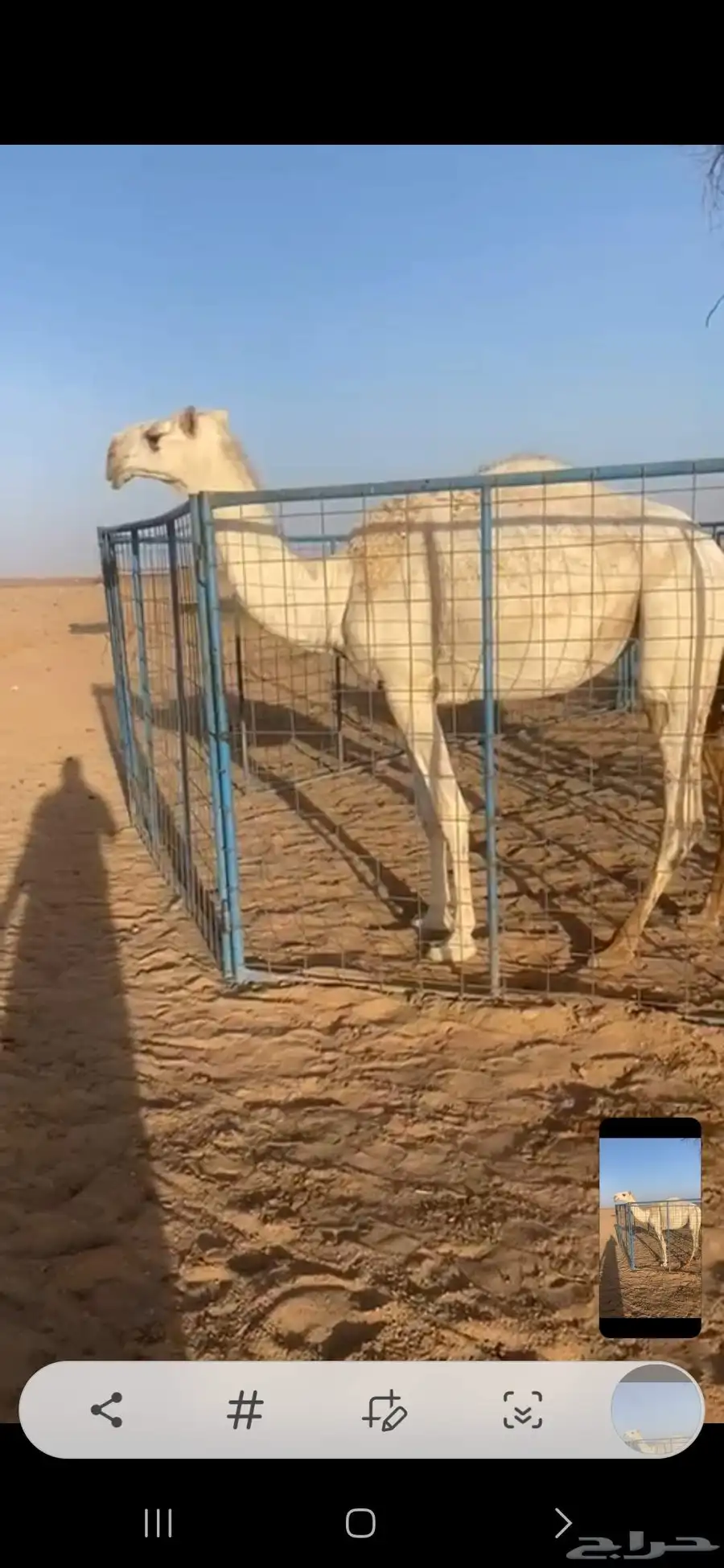 خمس بكار حقايق سنتين ونص ملاوين مقاني 1