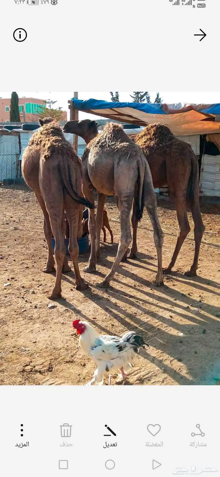 عدد 2 قعدان بلدي تربية البيع 11000 تفريد 5500 الفرعين احد رف 1