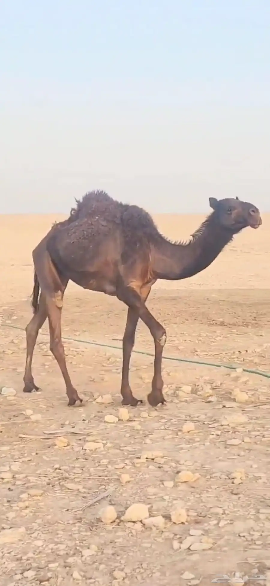 خمس بكار حقايق سنتين ونص ملاوين مقاني 3
