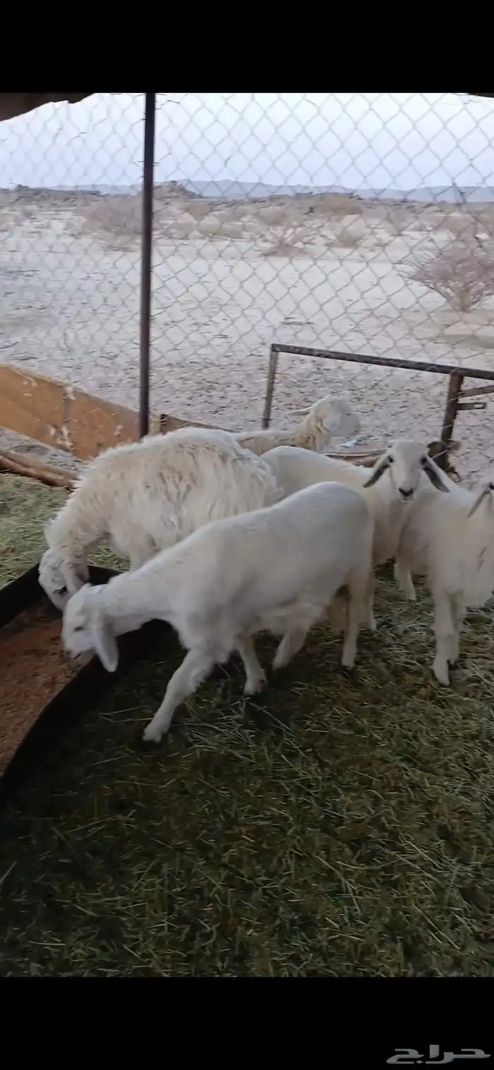 خمسه خرفان ورخلين 1