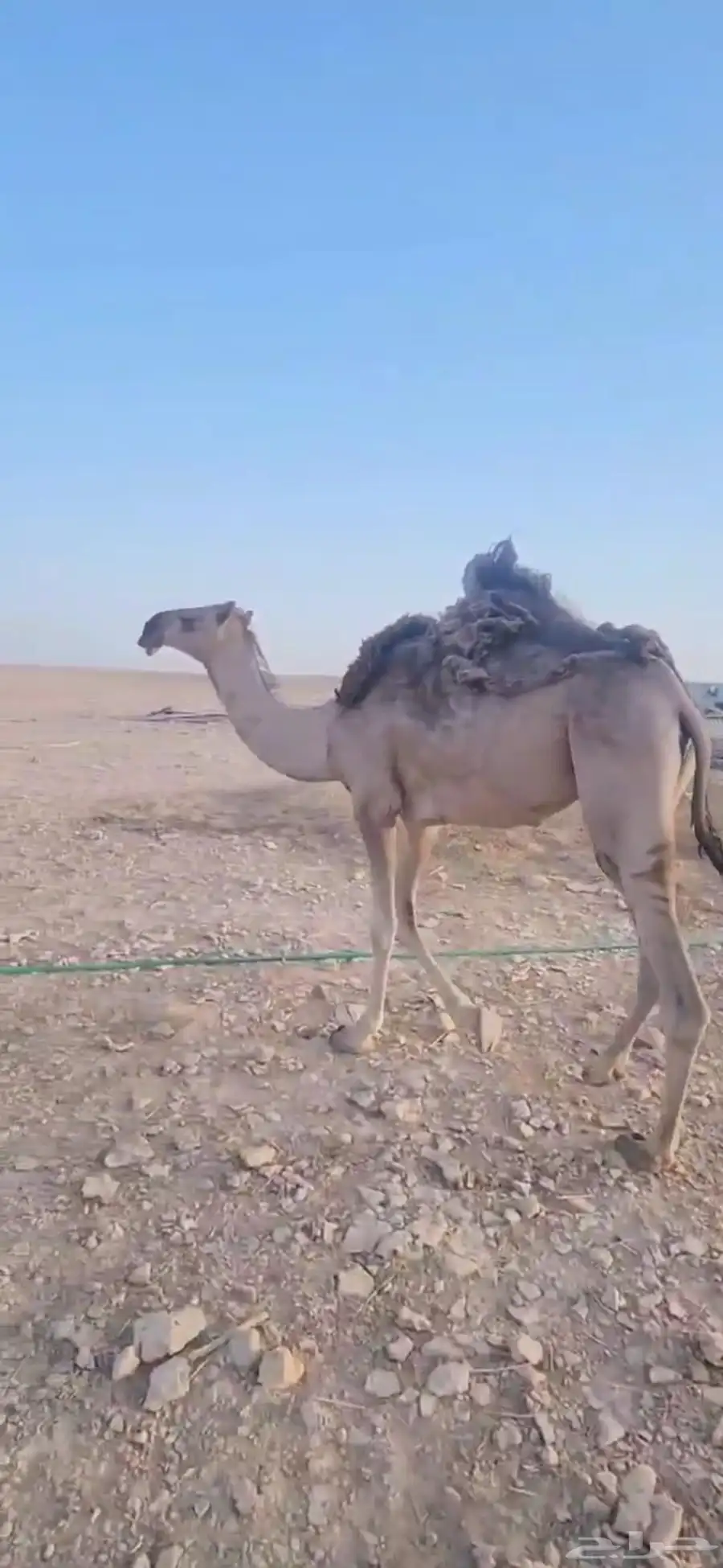 خمس بكار حقايق سنتين ونص ملاوين مقاني 8