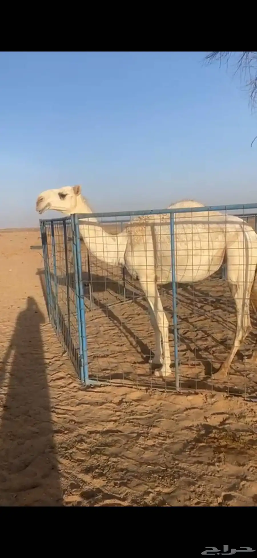 خمس بكار حقايق سنتين ونص ملاوين مقاني 2