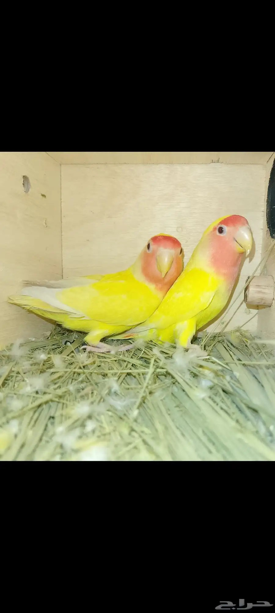 روز رد فيس 2
