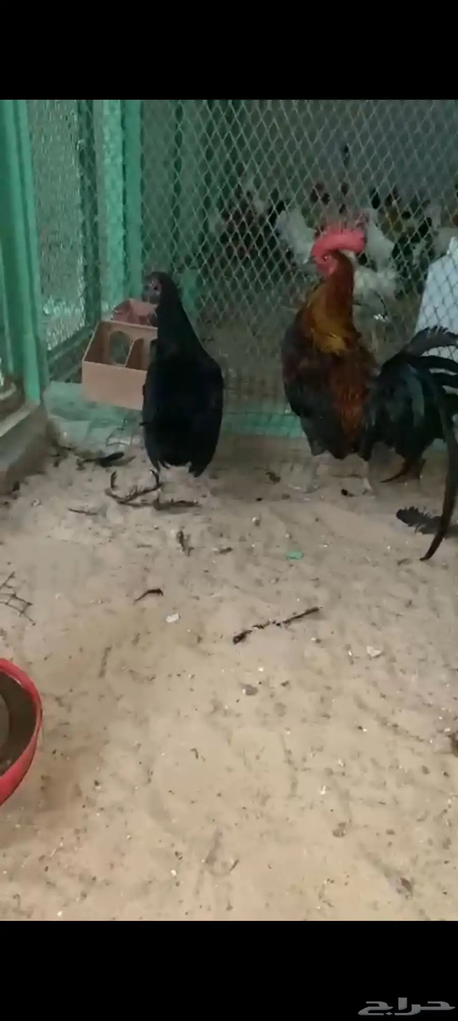 جوز تكسس المقاتل 1