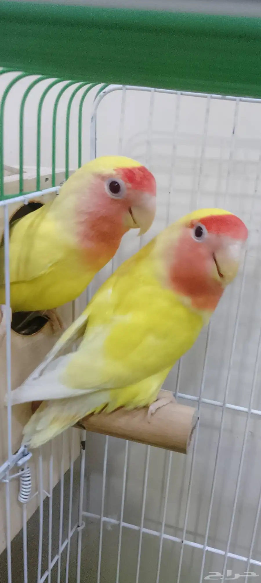 روز رد فيس 3