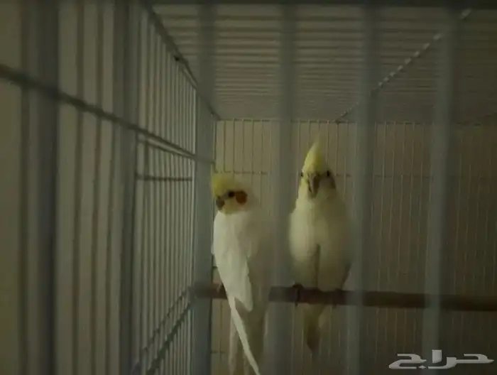 زوج طير كوكتيل 1