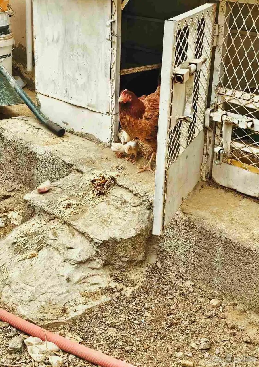 دجاج بلدي بفروخها 0
