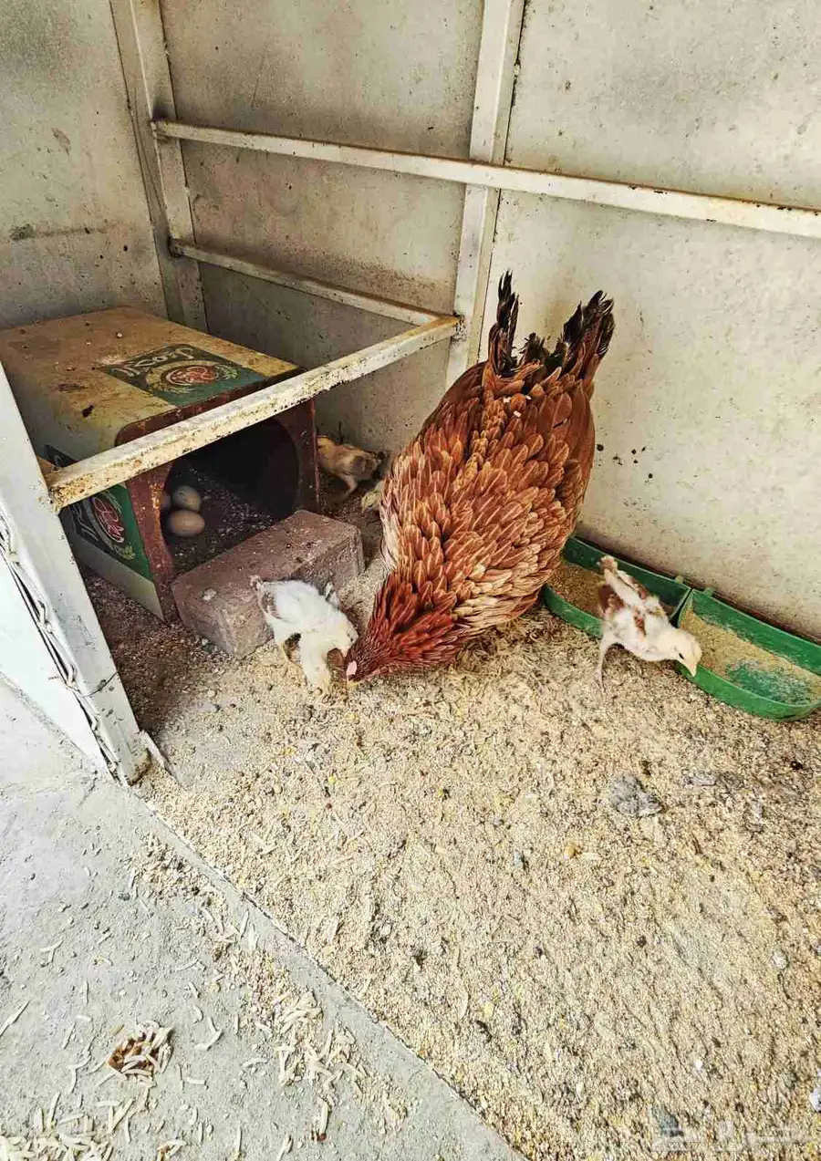 دجاج بلدي بفروخها 1
