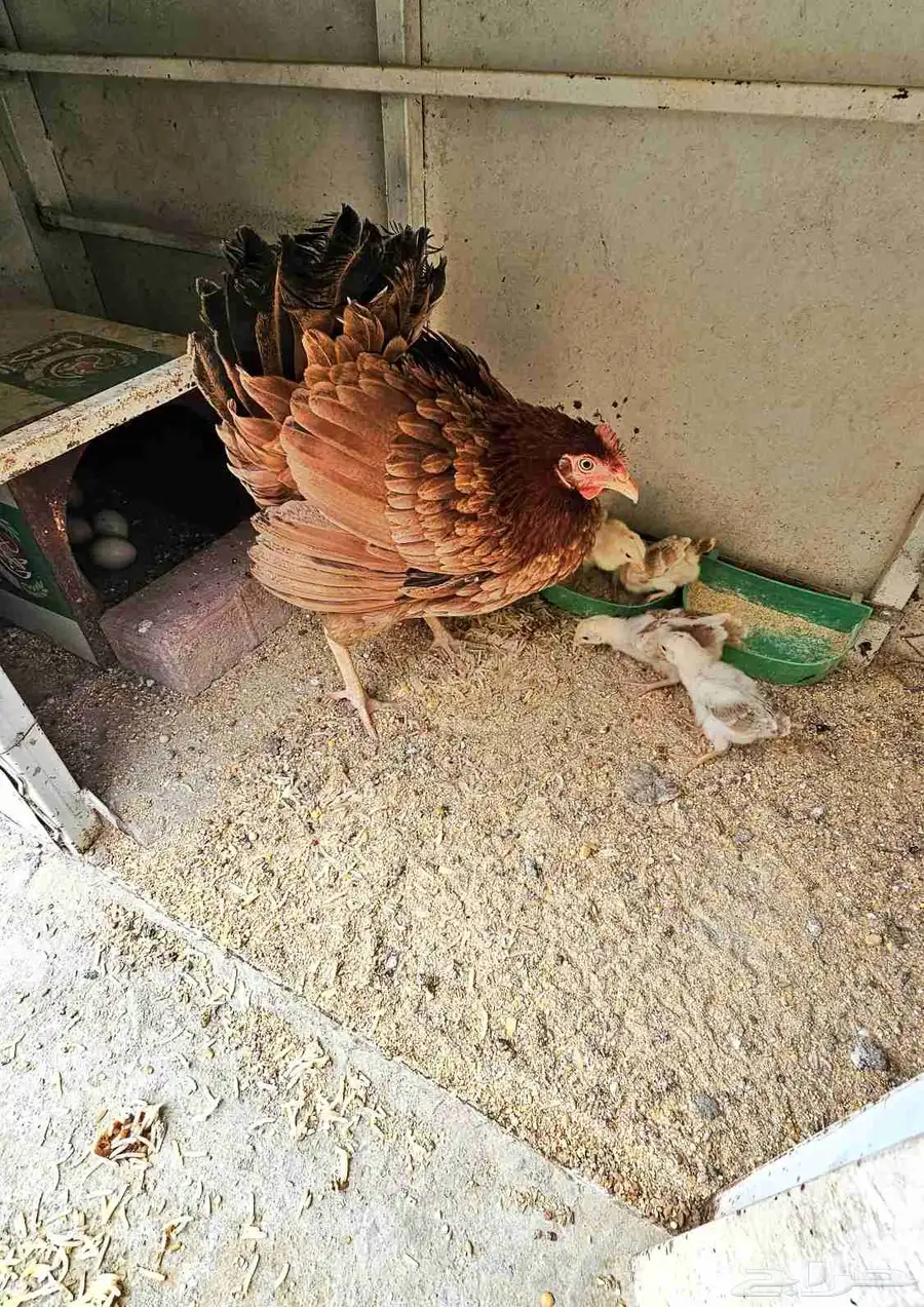 دجاج بلدي بفروخها 2