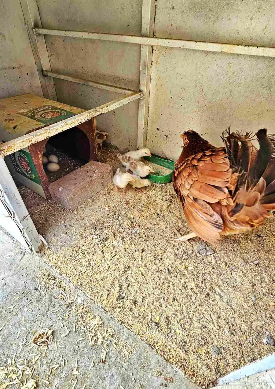 دجاج بلدي بفروخها 3