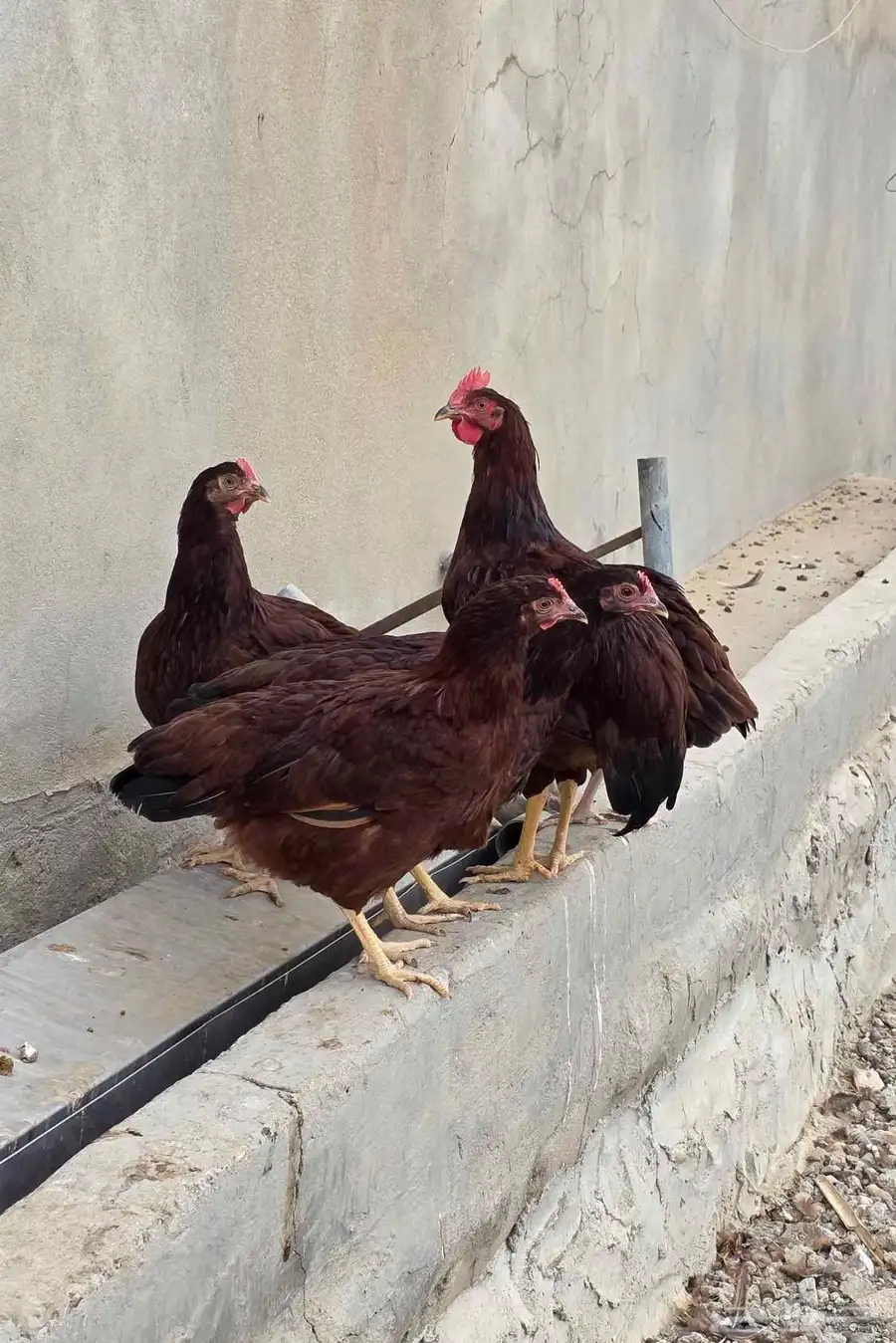 دجاج فرنسي عسلي فواخر 3