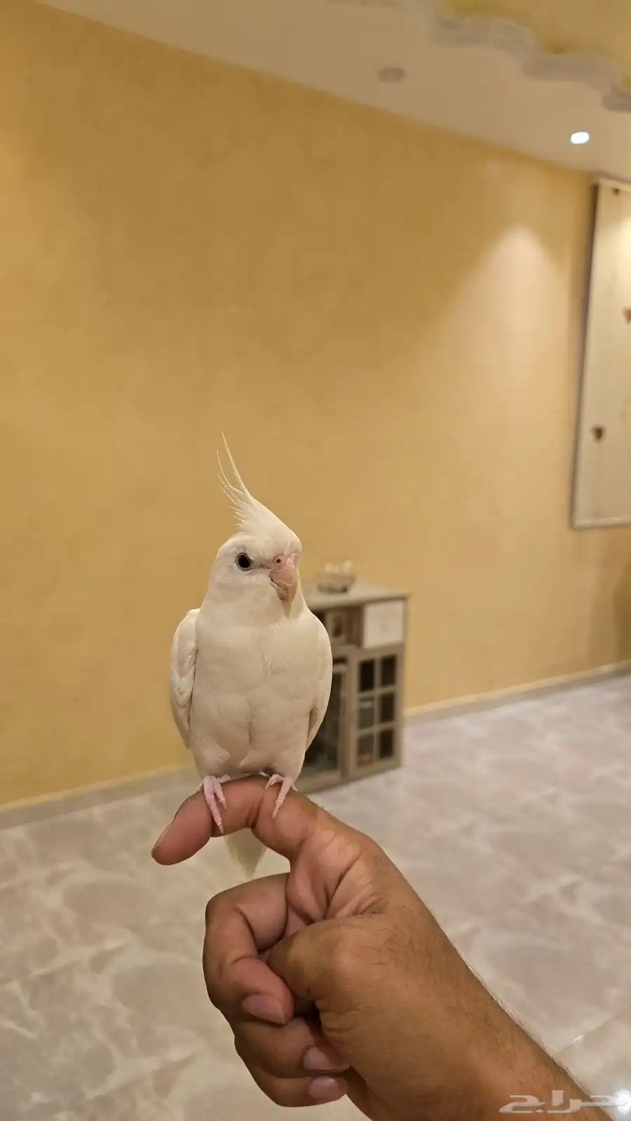 كروان البينو اليف وهدد مزاجي ومتكلم 0