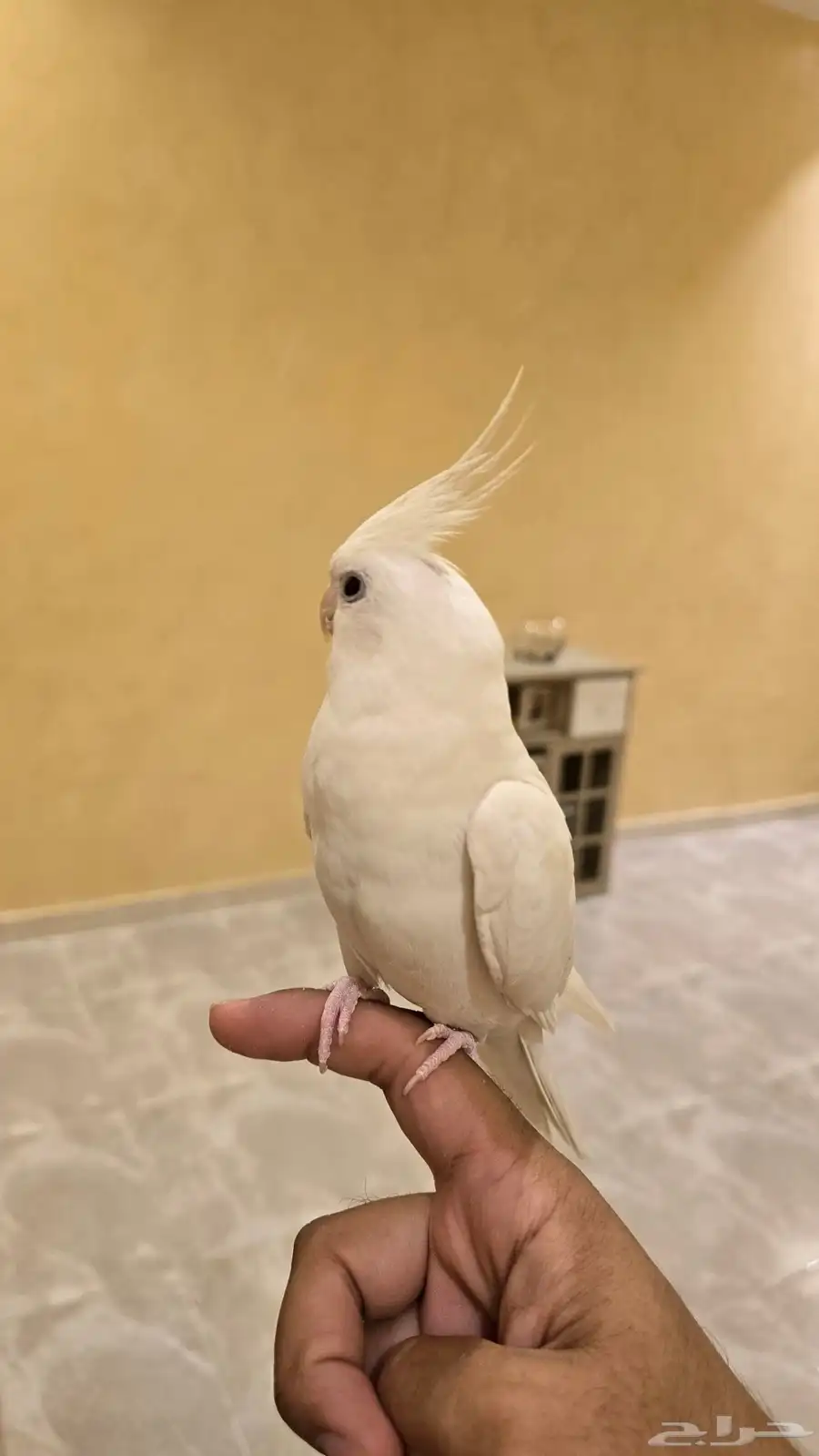 كروان البينو اليف وهدد مزاجي ومتكلم 3