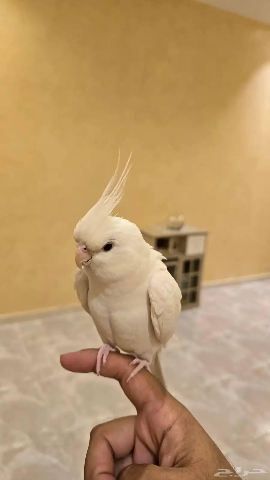 كروان البينو اليف وهدد مزاجي ومتكلم 4