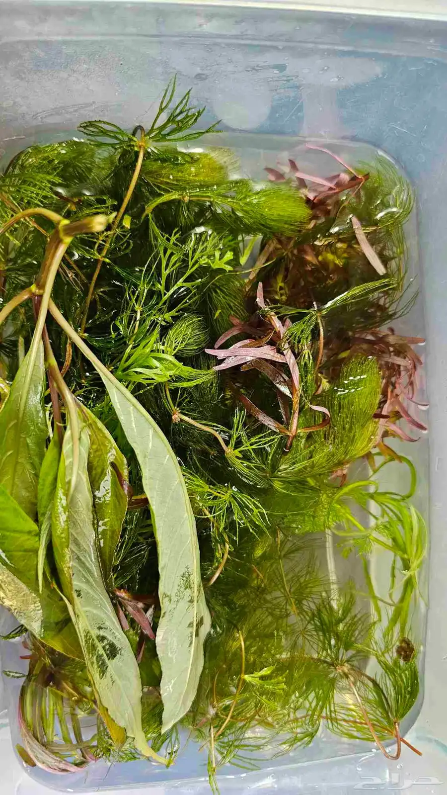 نباتات حوض منوعة وكمية كبيرة 0